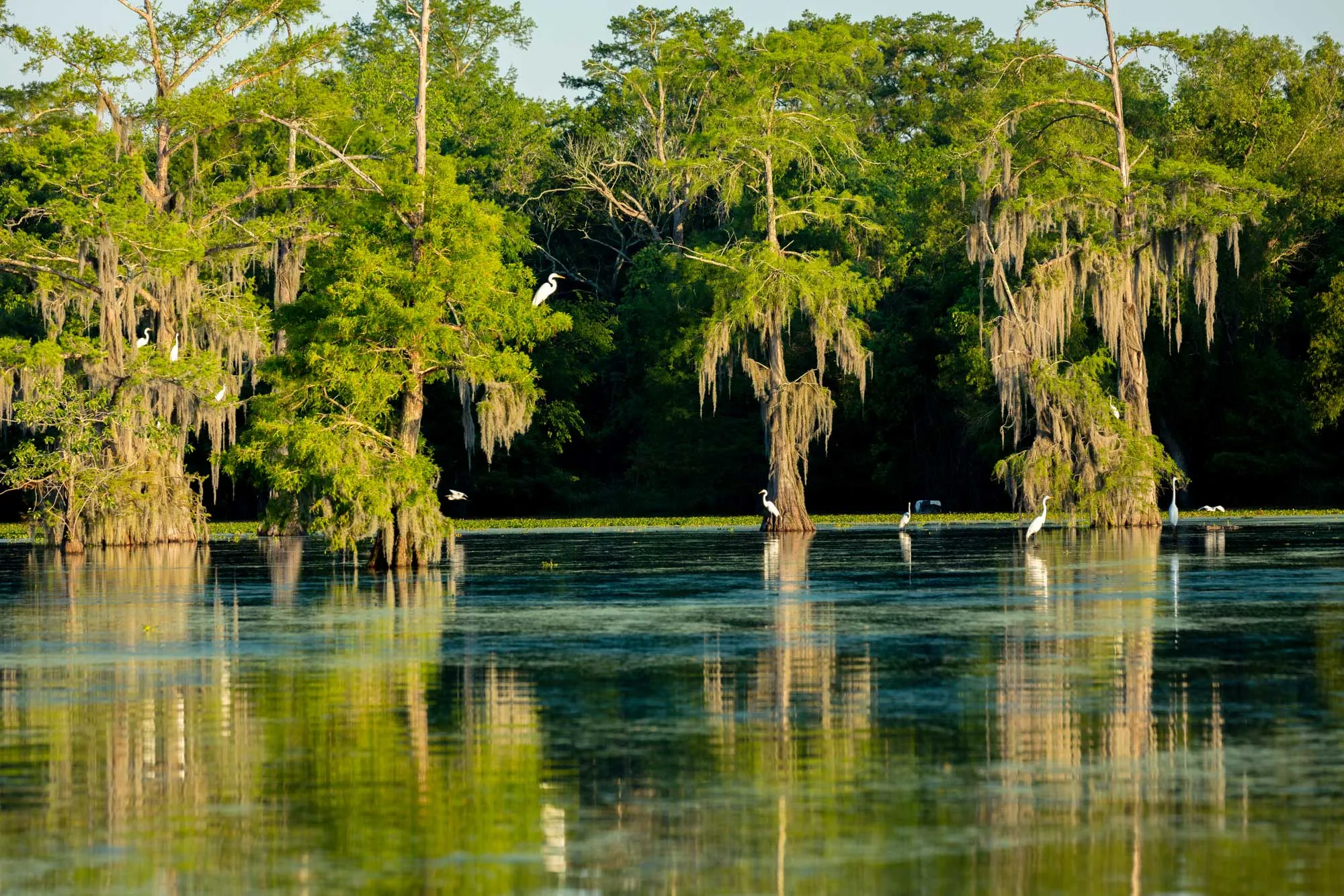 Lake Martin Swamp and White Egrets in Spring Near Breaux Bridge, Louisiana